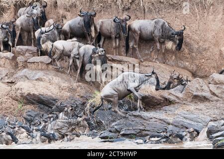 Herde von blaue Gnus (Connochaetes Taurinus) versuchen, aus den Mara river Stockfoto