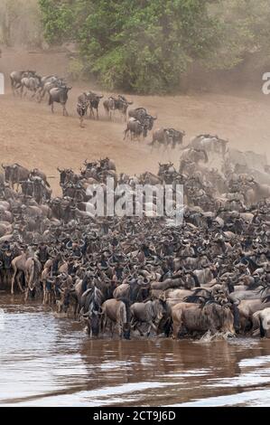 Afrika, Kenia, Masai Mara Nationalpark, der Herde der blaue Gnus (Connochaetes Taurinus) am Mara River, Gnu migration Stockfoto