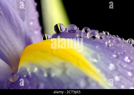 Wassertropfen mit Reflexion über Blütenblatt der Iris, Iridaceae, vor schwarzem Hintergrund Stockfoto