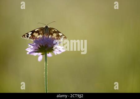 Marmoriert weiß, Melanargia Galathea, auf einer Blüte Stockfoto