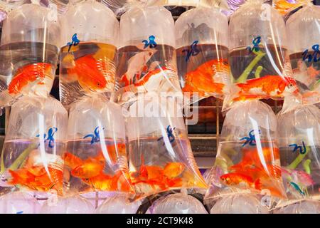 China, Hongkong, Goldfische in Plastiktüten zum Verkauf Stockfoto