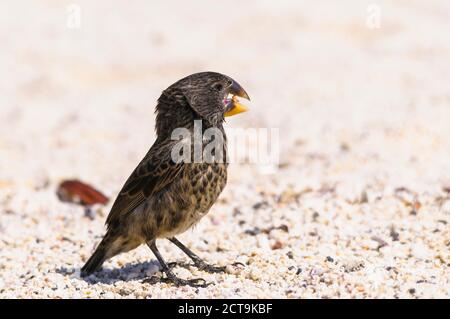 Ecuador, Galapagos, Genovesa, große Boden-Finch, Geospiza magnirostris Stockfoto