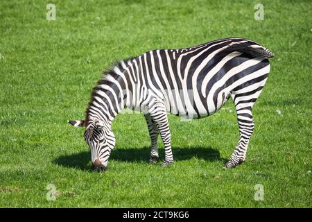 Schwangere Grants Zebra grasen auf Gras in England. Stockfoto