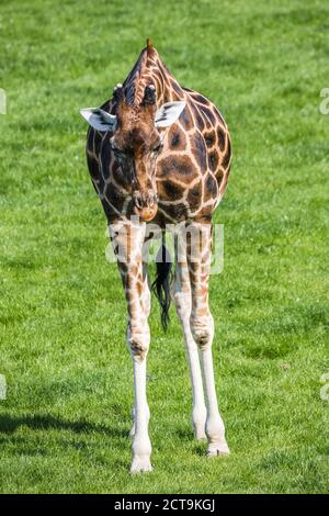 Rothschilds Giraffe lehnte sich ab, um im Norden Englands auf Gras zu grasen. Stockfoto