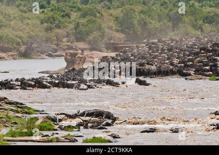 Afrika, Kenia, Maasai Mara National Reserve, Blue or Common Wildebeest (Connochaetes taurinus), während der Migration, Gnus überqueren den Mara River Stockfoto