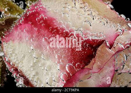 Weiße rose rot, Rosa, unter Wasser, Teilansicht Stockfoto