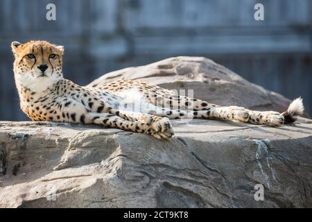 Ostafrikanischer Gepard, der sich ausdehnt, während er auf einem Felsen in der warmen Sonne liegt. Stockfoto