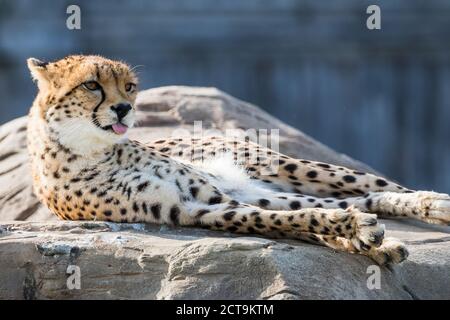 Ostafrikanischer Gepard mit der Zunge nach draußen, während er sich in der späten Nachmittagssonne sonnt. Stockfoto