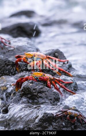 Ozeanien, Galapagos-Inseln, Santa Cruz, zwei roten Rock Krebse, Grapsus Grapsus, auf einem Felsen sitzen Stockfoto