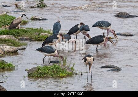 Afrika, Kenia, Masai Mara National Reserve, Marabu Störche, Leptoptilos Crumeniferus, Essen am Kadaver eines gemeinsamen Gnus, Connochaetes Taurinus, treiben in den Mara River Stockfoto