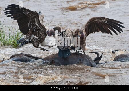 Afrika, Kenia, Maasai Mara Nationalreservat, Rueppells Geier abgeschottet Rueppellii, Essen am Kadaver eines gemeinsamen Gnus, Connochaetes Taurinus, treiben in den Mara River Stockfoto