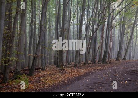 Deutschland, Mecklenburg-Vorpommern, Rügen, Nationalpark Jasmund, Buchenwald im Nebel Stockfoto