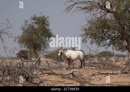 Oman, Jaluni, arabische Oryx Sanctuary, arabische Oryx (Oryx Leucoryx) Stockfoto