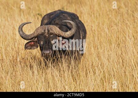 Afrika, Kenia, Masai Mara National Reserve, afrikanischer Büffel oder Kaffernbüffel (Syncerus Caffer) in hohe Gräser Stockfoto