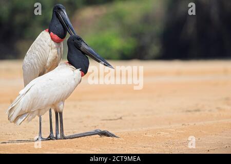 Südamerika, Brasilia, Mato Grosso do Sul, Pantanal, Jabiru Störche, Jabiru Mycteria Stockfoto