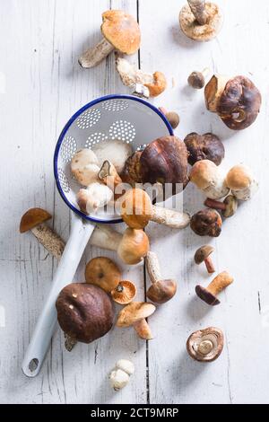 Verschiedene Pilze auf Holztisch Stockfoto