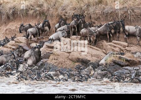 Herde von blaue Gnus (Connochaetes Taurinus) versuchen, aus den Mara river Stockfoto