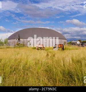 Deutschland, Baden-Württemberg, Fellbach, Pferde vor einer Biogas-Anlage, Mais-silage Stockfoto