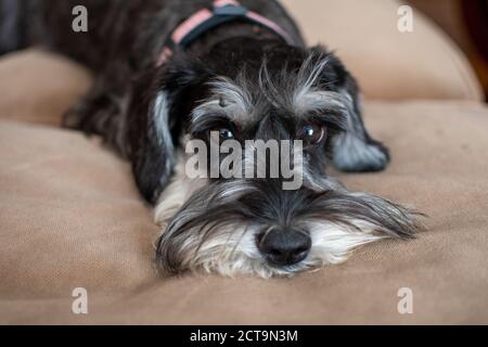 Schnauzer Welpenhund liegt und schläft im Bett Stockfoto