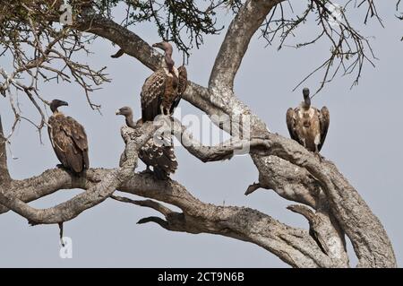 Afrika, Kenia, Geier hocken auf Baum in Masai Mara National Reserve Stockfoto