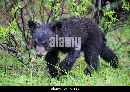 Kanada, Rocky Mountains, Alberta. Jasper-Nationalpark, amerikanische Schwarzbären (Ursus Americanus), bear Cub Essen Stockfoto