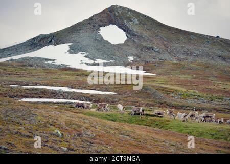 Schweden, Vilhelmina, Rentiere Stekenjokk Plateau Stockfoto