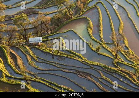 China, Yunnan, Yuanyang, Frau zu Fuß in Reisterrassen Stockfoto