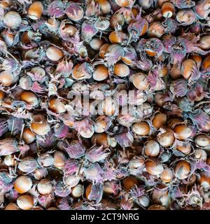 Rohe Haselnuss-Filbertmutter Corylus Maxima. Bio-Kopfnüsse Herbstliche Ernte Stillleben Foto. Selektiver Fokus in der Draufsicht. Stockfoto