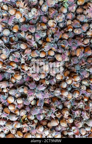 Rohe Haselnuss-Filbertmutter Corylus Maxima. Bio-Kopfnüsse Herbstliche Ernte Stillleben Foto. Selektiver Fokus in der Draufsicht. Stockfoto