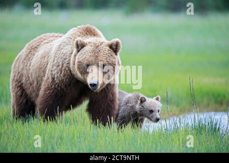 USA, Alaska, Lake Clark National Park and Preserve, Braunbär mit jungen Stockfoto