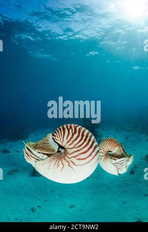 Ozeanien, Palau, Palau Nautilusses, Nautilus Belauensis, im Pazifischen Ozean Stockfoto