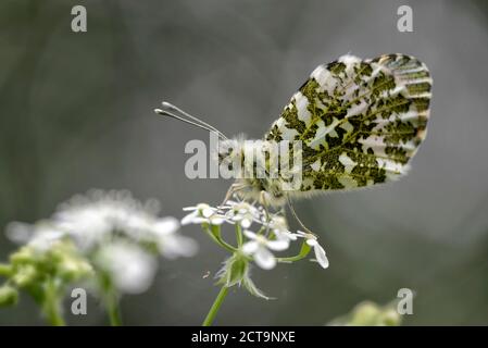 Deutschland, Orange Tipp Schmetterling, Anthocharis Cardamines, sitzen auf Blume Stockfoto