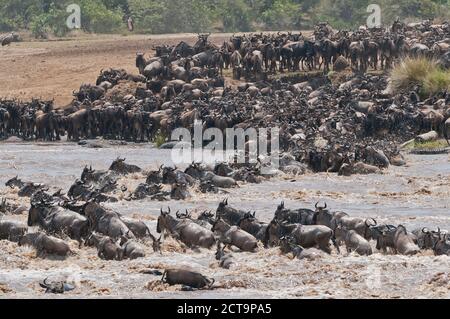 Afrika, Kenia, Maasai Mara National Reserve, EINE Herde Blauer Wildebeest (Connochaetes taurinus), die während der Großen Wanderung den Mara Fluss überquert Stockfoto