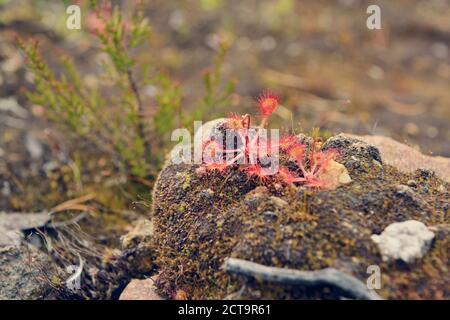 Schweden, Sveg, Sonnentau (Drosera Rotundifolia) Stockfoto