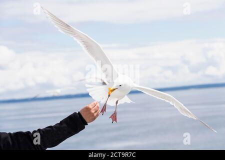 Kanada, British Columbia, Vancouver Island, Glaucous geflügelte Gull (Larus Glaucescens) gefüttert Stockfoto