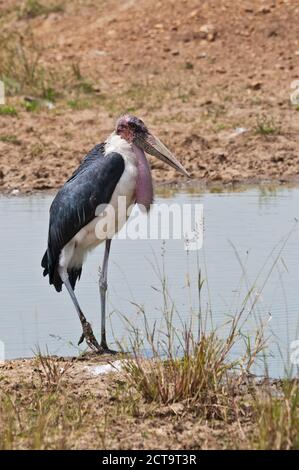 Kenia, Marabou Storch in Masai Mara National Reserve Stockfoto