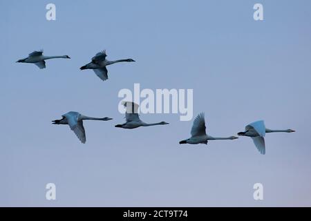 Deutschland, Schleswig-Holstein, Singschwäne, Cygnus Cygnus und Höckerschwäne, Cygnus Olor, fliegen Stockfoto