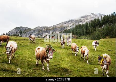 Österreich, Salzburger Land, Altenmarkt-Zauchensee, Senkung das Vieh von der Alm Stockfoto