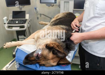 Tierarzt ist der Impfstoff zu den Hund Schäferhund, Fokus an der Einspritzpumpe Stockfoto