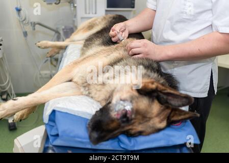 Tierarzt ist der Impfstoff zu den Hund Schäferhund, Fokus an der Einspritzpumpe Stockfoto