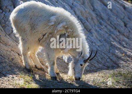 Kanada, Alberta, Rocky Mountains, Jasper Nationalpark, Banff Nationalpark, Bergziege (Oreamnos Americanus) Weiden Stockfoto