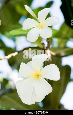 Thailand, Koh Lipe, Blüten von Plumeria alba Stockfoto