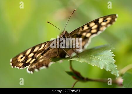 Deutschland, gesprenkelten Holz Schmetterling, Pararge Aegeria, sitzen auf Anlage Stockfoto