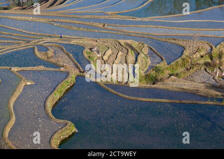 China, Yunnan, Yuanyang, Frau auf Reisterrassen Stockfoto