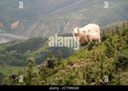 Neuseeland, Wellington, Makara, Schafe auf Weideland Stockfoto