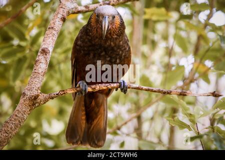 Neuseeland, Pukaha Mount Bruce National Wildlife Centre, Kaka (Nestor Meridionalis) Stockfoto