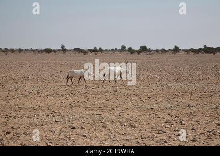 Oman, Jaluni, arabische Oryx Sanctuary, zwei arabische Oryx (Oryx Leucoryx) Stockfoto