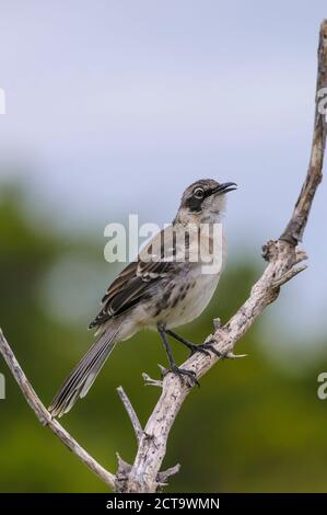 Ozeanien, Galapagos-Inseln, Santa Cruz Galapagos Spottdrossel, zählt Parvulus auf Ast Stockfoto