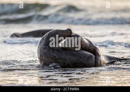 Deutschland, Helgoland, graue Dichtungen (Halichoerus Grypus) spielen Stockfoto