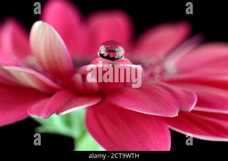 Wassertropfen mit Reflexion über Blütenblatt der rosa Gerbera, Asteraceae, Nahaufnahme Stockfoto